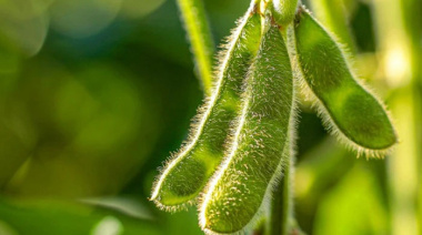 Destacan el crecimiento del “voto rural” en las legislativas nacionales