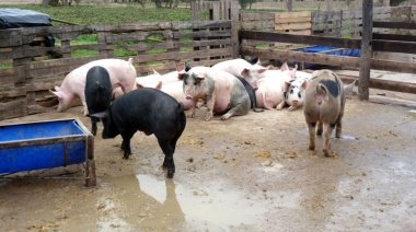Autorizan el uso agronómico de los purines porcinos en territorio bonaerense