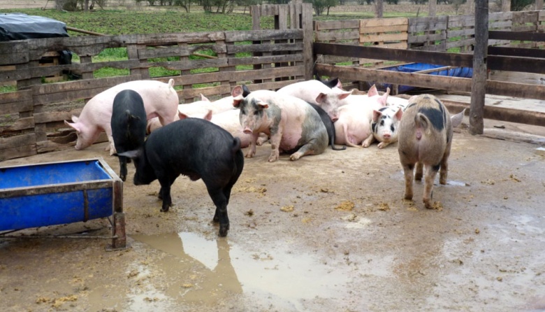 Autorizan el uso agronómico de los purines porcinos en territorio bonaerense